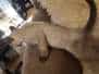 Savannah F-6SBT Snow female #1 DOB 7-1-23