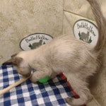 F-6SBT snow savannah female kitten