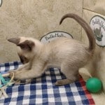 F-6SBT snow savannah female kitten