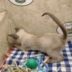 F-6SBT snow savannah female kitten