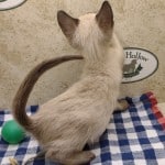 F-6SBT snow savannah female kitten