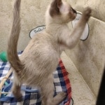 F-6SBT snow savannah female kitten