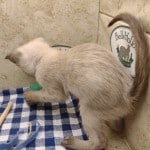 F-6SBT snow savannah female kitten