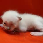 Savannah Snow female F-6SBT