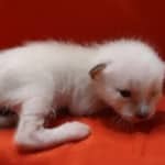 Savannah Snow female F-6SBT