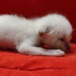 Savannah Snow female F-6SBT