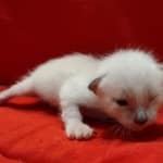 Savannah Snow female F-6SBT