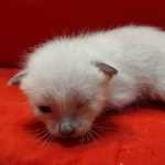 Savannah Snow female F-6SBT