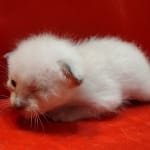 Savannah Snow female F-6SBT