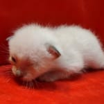 Savannah Snow female F-6SBT