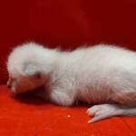 Savannah Snow female F-6SBT