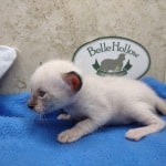 snow savannah female kitten