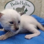 snow savannah female kitten