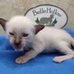 snow savannah female kitten