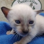 snow savannah female kitten