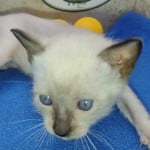 F-6SBT snow savannah female kitten