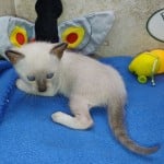 F-6SBT snow savannah female kitten
