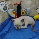 F-6SBT snow savannah female kitten