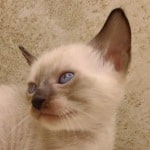 F-6SBT snow savannah female kitten