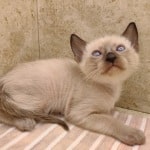 F-6SBT snow savannah female kitten