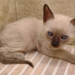 F-6SBT snow savannah female kitten