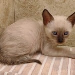F-6SBT snow savannah female kitten