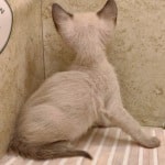 F-6SBT snow savannah female kitten