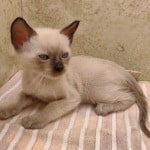 F-6SBT snow savannah female kitten