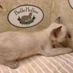 F-6SBT snow savannah female kitten