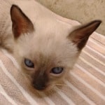 F-6SBT snow savannah female kitten