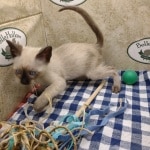 F-6SBT snow savannah female kitten
