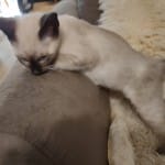 F-6SBT snow savannah female kitten