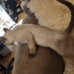 F-6SBT snow savannah female kitten