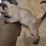 F-6SBT snow savannah female kitten