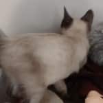 F-6SBT snow savannah female kitten