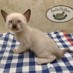 F-6SBT snow savannah female kitten