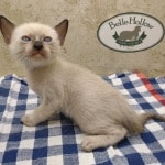 F-6SBT snow savannah female kitten