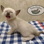 F-6SBT snow savannah female kitten