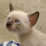 F-6SBT snow savannah female kitten