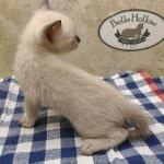 F-6SBT snow savannah female kitten