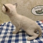 F-6SBT snow savannah female kitten