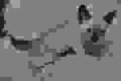 Azula Savannah F-6SBT Snow female #1 DOB 5-3-21