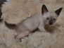 Azula Savannah F-6SBT Snow female #1 DOB 5-3-21