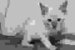 Layla Savannah F-6SBT Snow Female #1 DOB 3-10-23