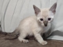 Layla Savannah F-6SBT Snow Female #1 DOB 3-10-23