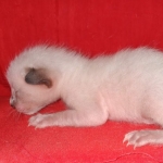 Savannah F-6SBT Snow Kitten female DOB 5-3-21