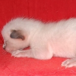 Savannah F-6SBT Snow Kitten female DOB 5-3-21