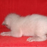 Savannah F-6SBT Snow Kitten female DOB 5-3-21