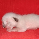 Savannah F-6SBT Snow Kitten female DOB 5-3-21