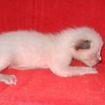 Savannah F-6SBT Snow Kitten female DOB 5-3-21